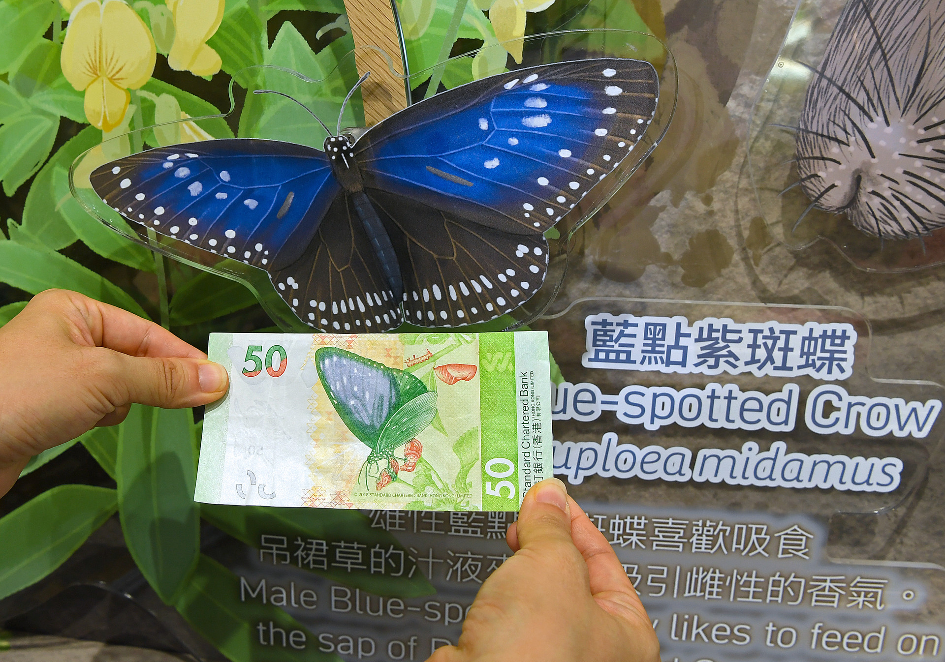 香港故事｜“方寸”舞翩跹XxjwszC000013_20260719_CBMFN0A003
