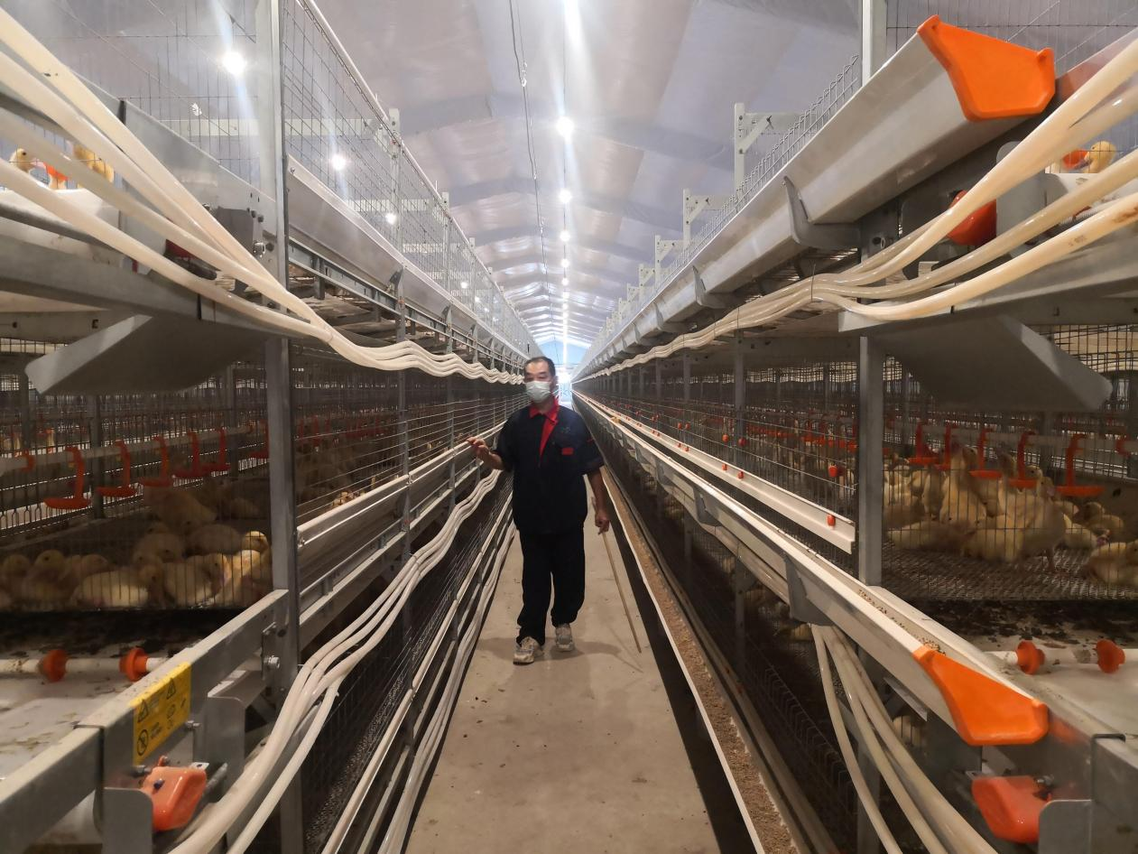 天信农牧高标准智能立体肉鸭棚舍里,鸭子住进了四层“小楼”(受访者供图)