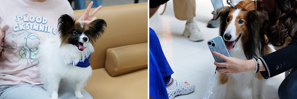 250522-6_paws_0