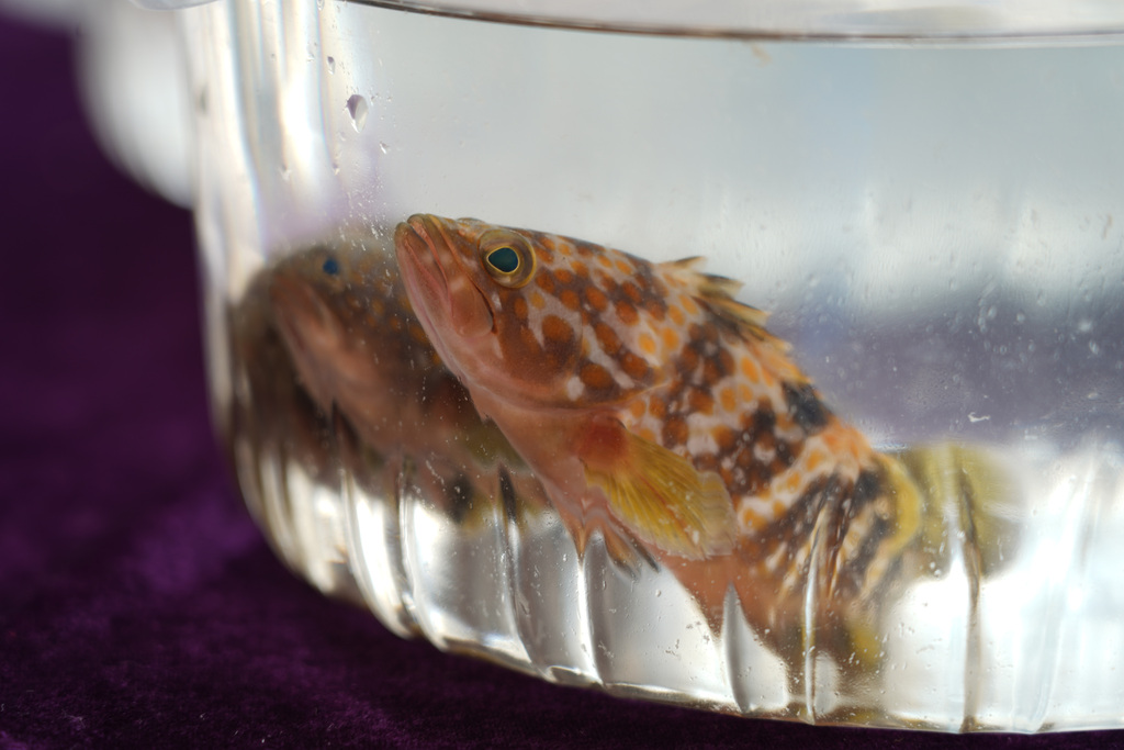 003_Hong Kong grouper