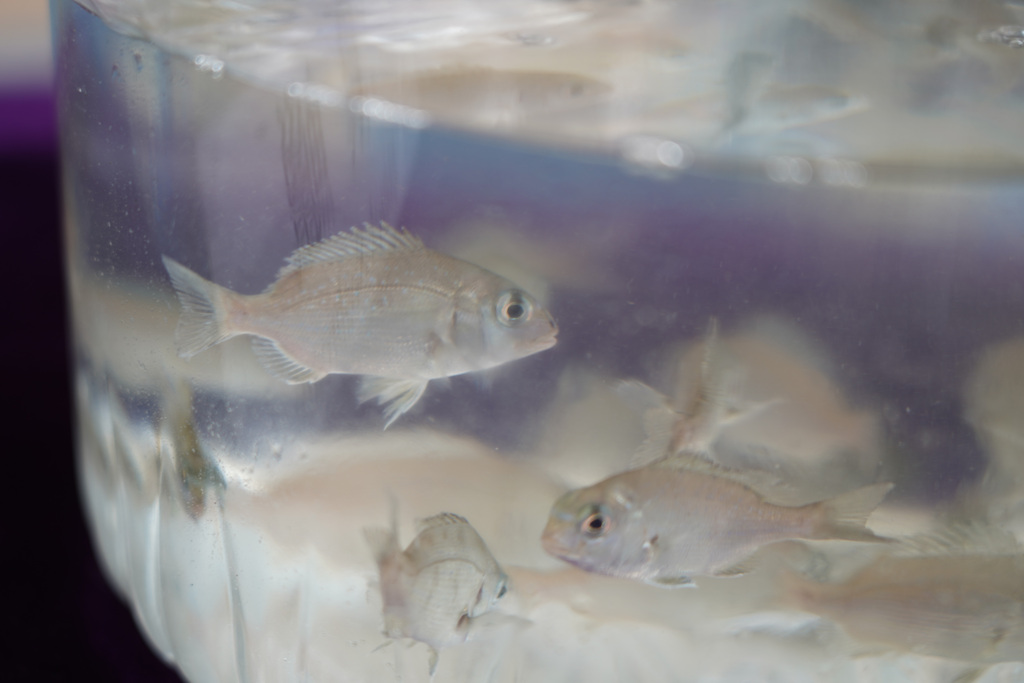 007_red seabream