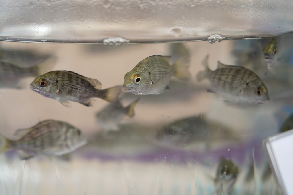 005_black seabream