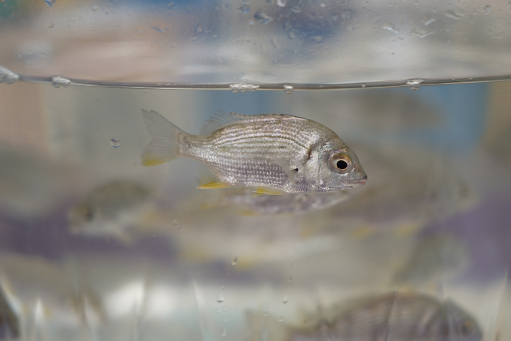 006_yellowfin seabream