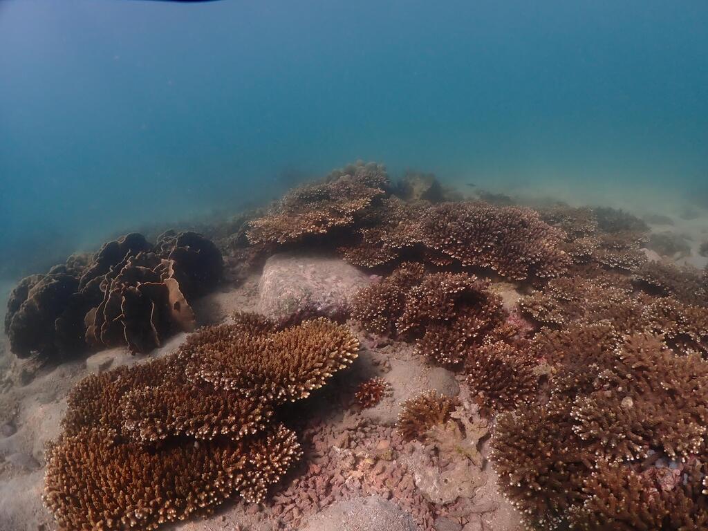Photo-2_Bluff-Island_Ink_UngKong_3-Credit-to-Coral-Academy