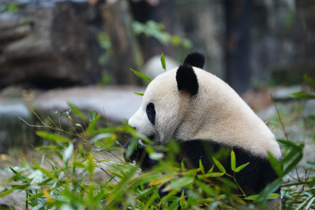 大熊貓“星秋”“怡蘭”啓程赴澳大利亞(9)XxjpsgC007090_20241214_PEPFN0A001