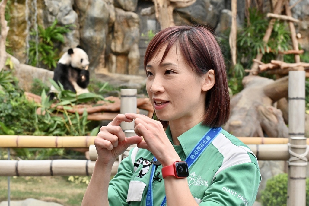 胡绮琪说中国大熊猫保护研究中心派出四川专家留港协助侍产和育幼,对护理团队有很大帮助,也令她护理大熊猫的经验更圆满。