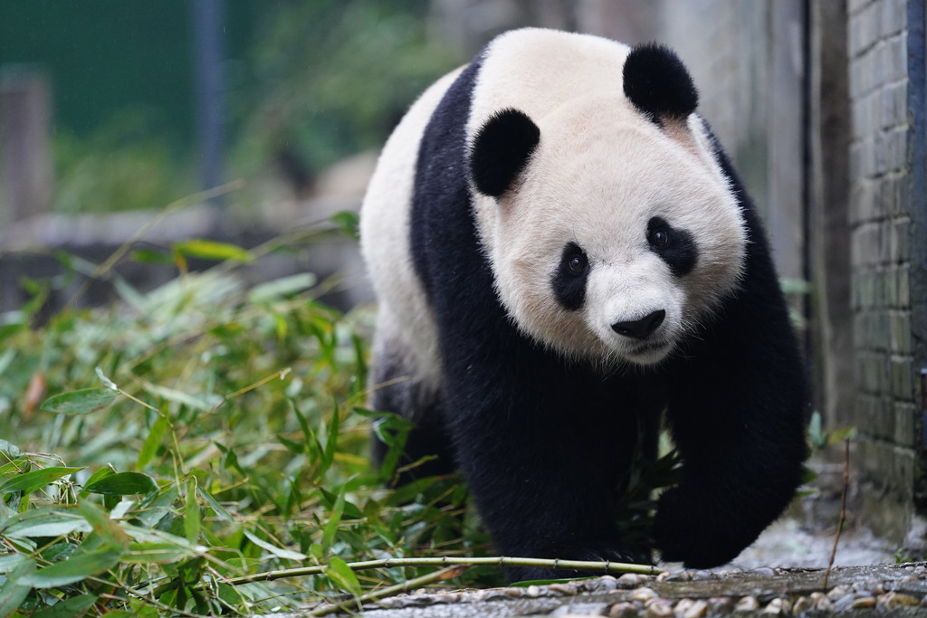 大熊貓“星秋”“怡蘭”啓程赴澳大利亞(11)XxjpsgC007099_20241214_PEPFN0A001