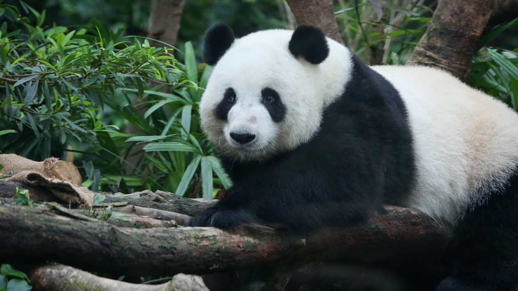 图片12