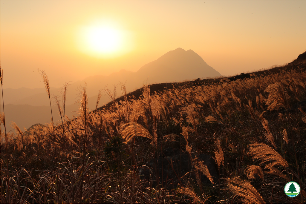 Lantau South CP 大東山芒草