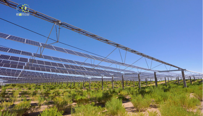甘肃省武威市-光伏板下种植