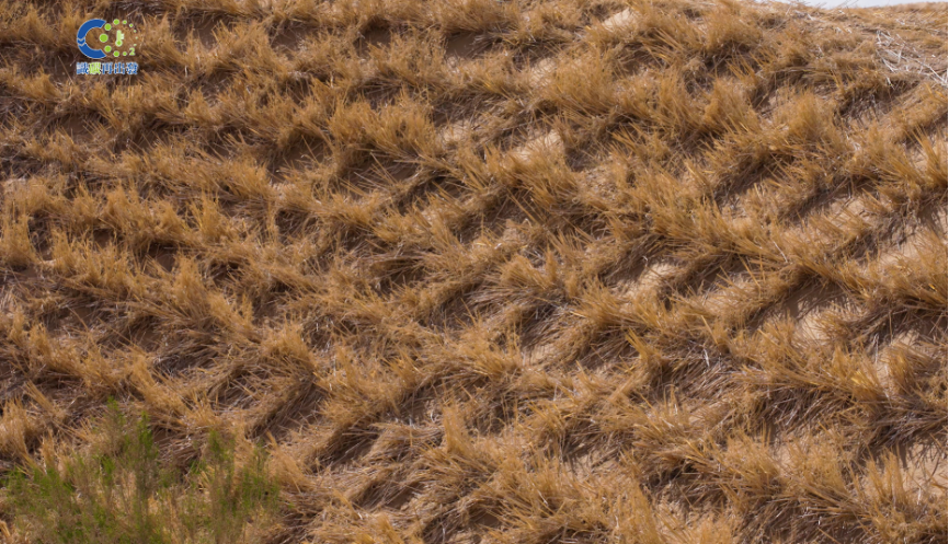 甘肃省武威市-沙漠治理草方格