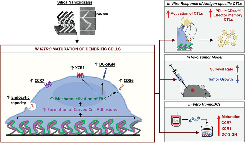 二氧化矽納米材料通過啟動粘著斑激酶（FAK）增強抗腫瘤樹突狀細胞（DC）體外成熟作用的示意圖 