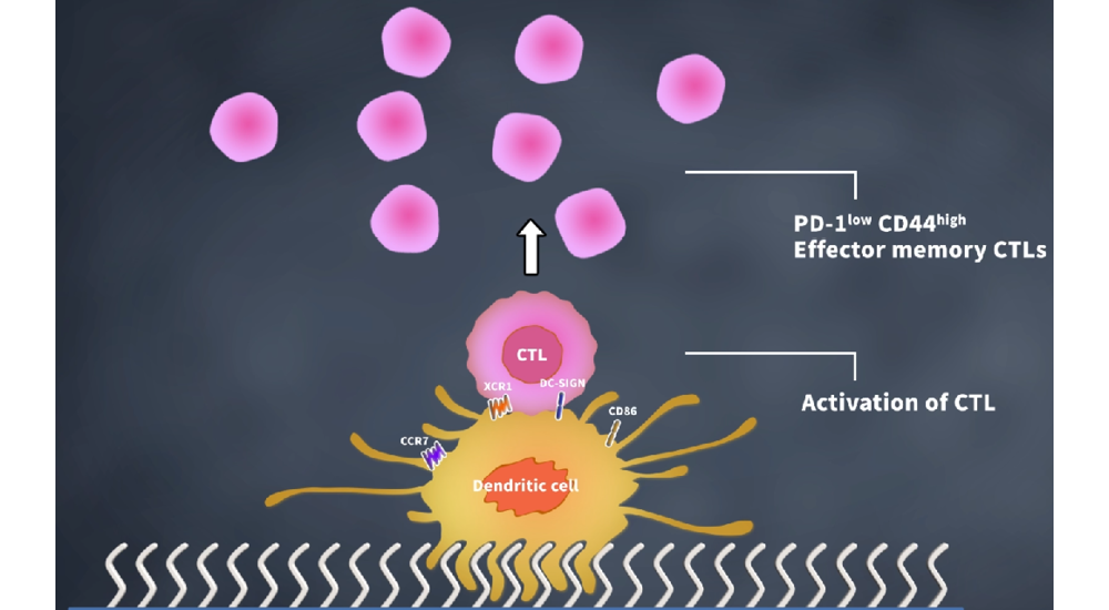 二氧化矽納米材料誘導樹突狀細胞成熟的模擬過程 