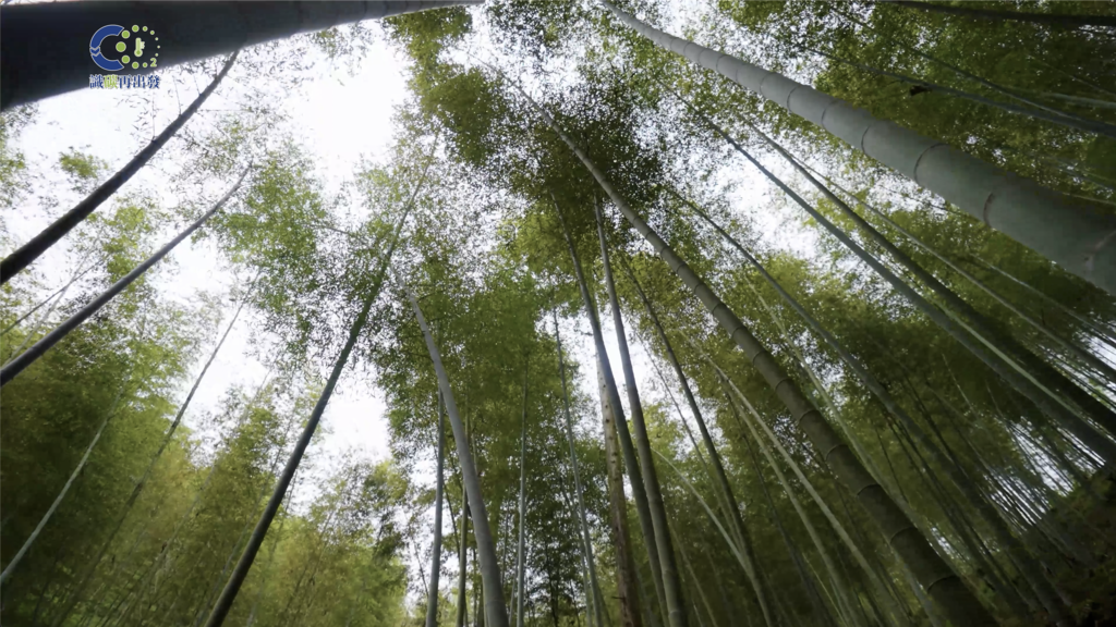 福建省三明市永安竹林