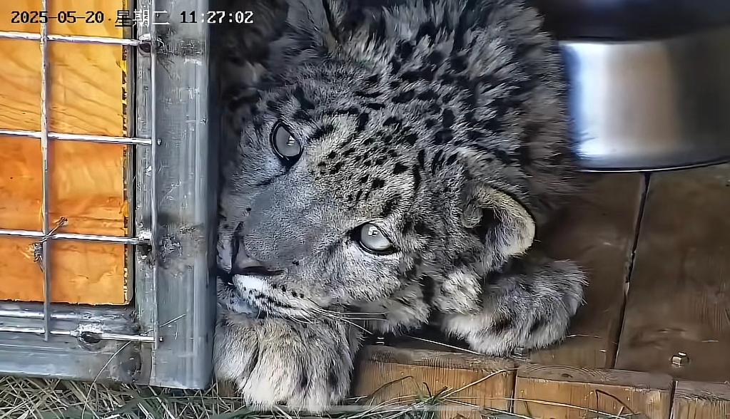 20250522478978ee415f466ba293a121ef47f277_297c1fe312cf482c9bc59f28c828ed02