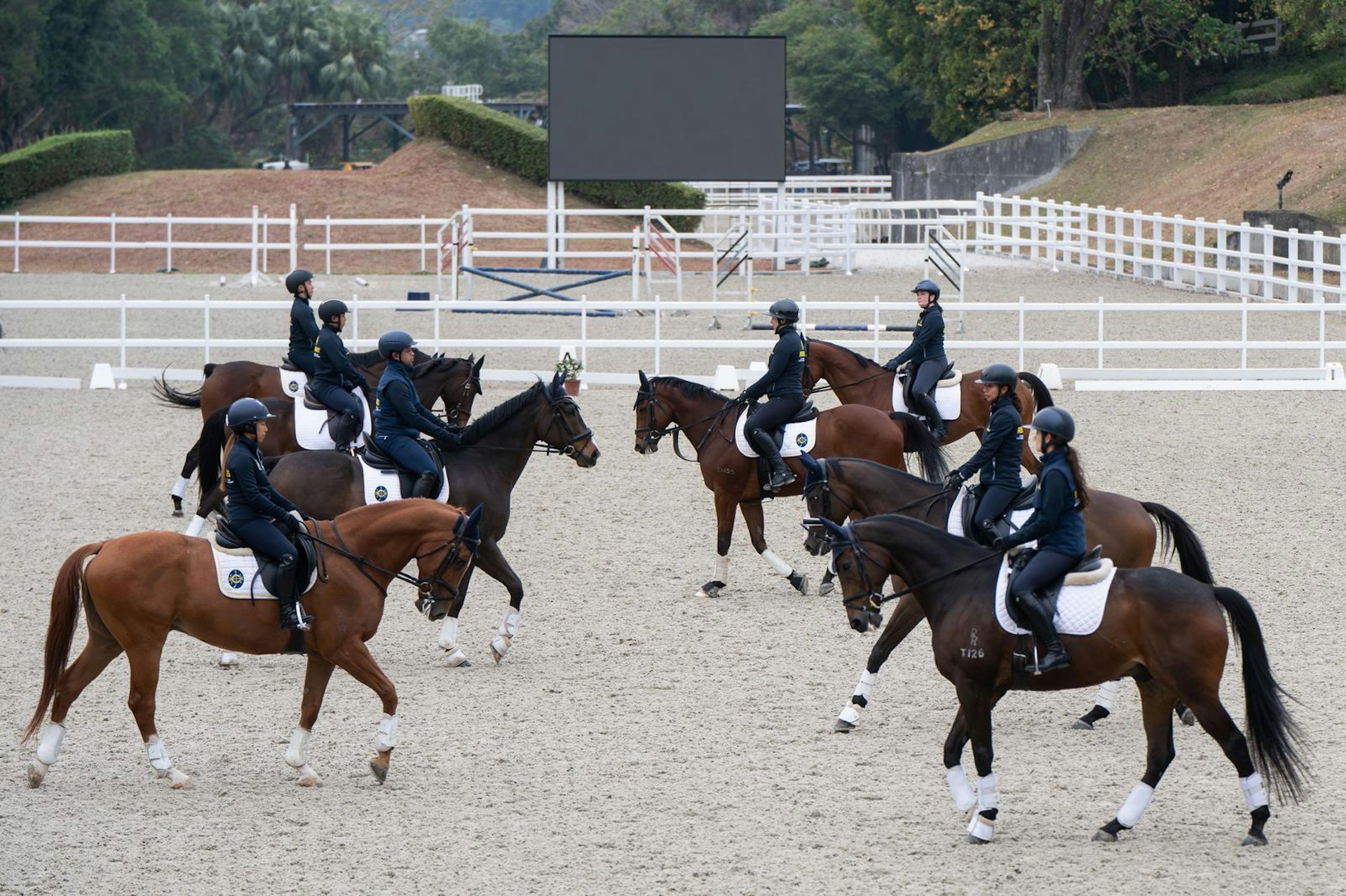 8匹參加「馬會退役賽駒駿展新生計劃」的馬匹，將於浪琴香港國際馬術盛典進行音樂騎術表演。（馬會圖片）