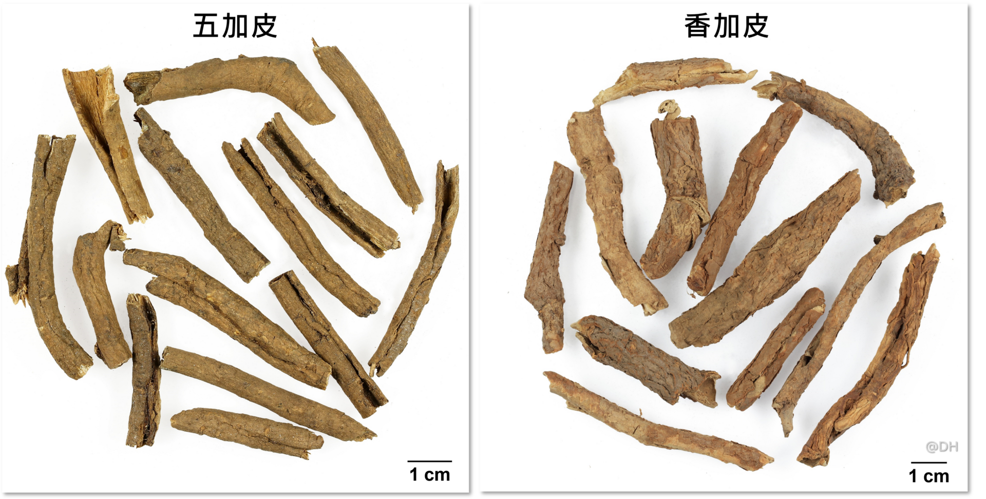 圖片3_五加皮及香加皮飲片(TC+SC) (DH)