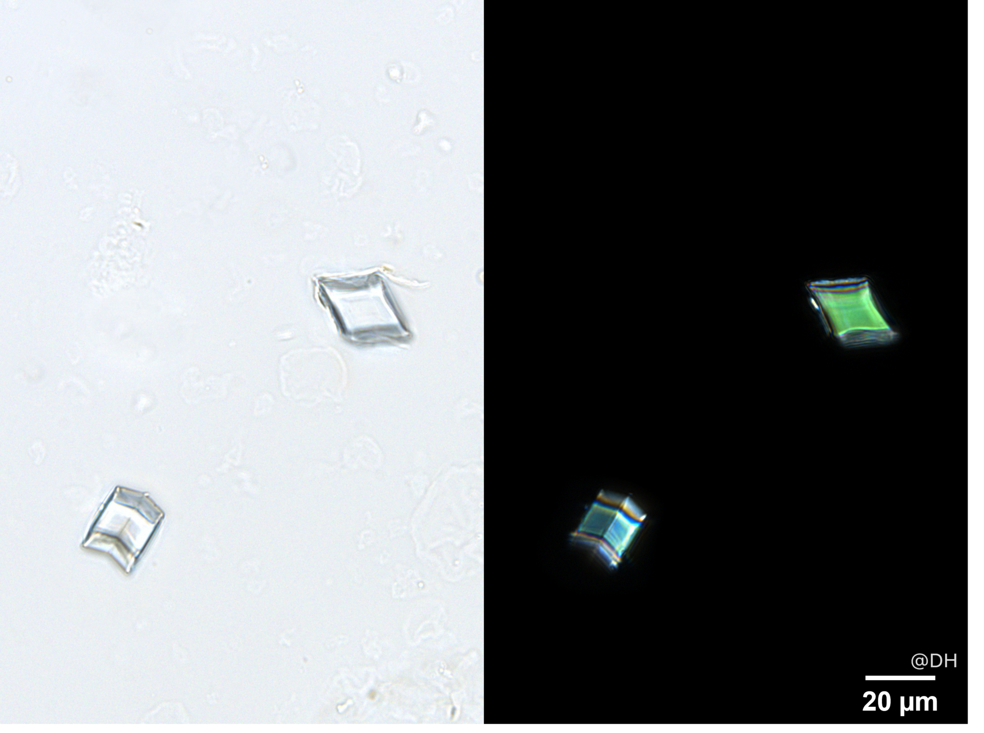 圖片2_香加皮的草酸鈣方晶 (DH)