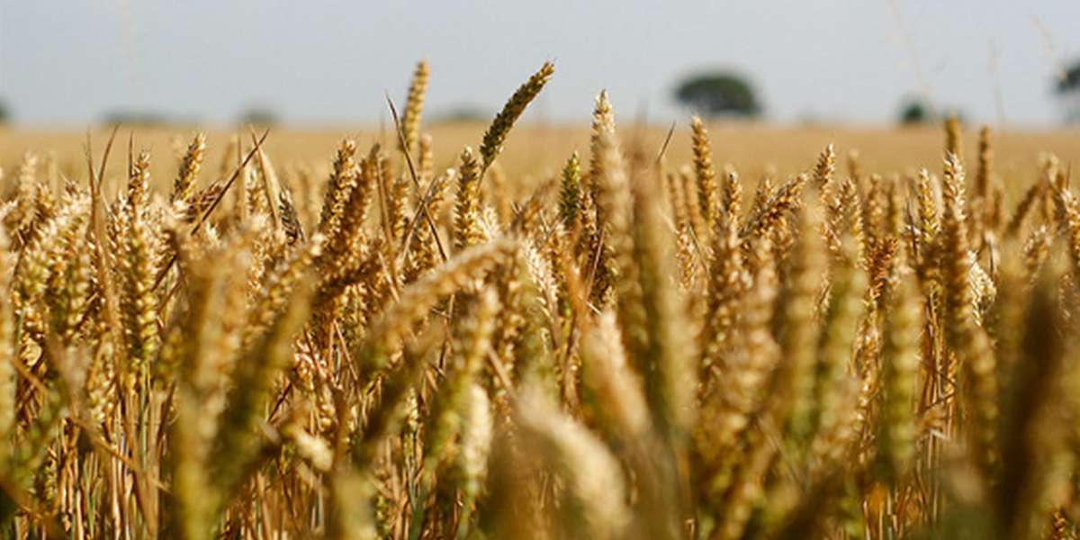 關於全球糧食安全的十件事| 生態綠股份有限公司