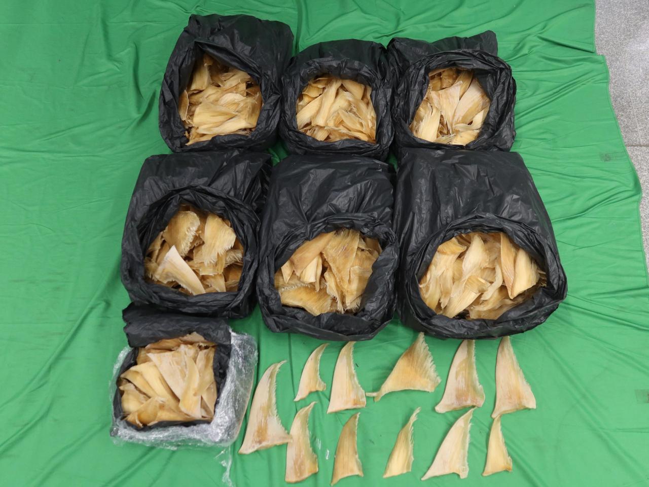 海關在機場檢獲約52公斤懷疑屬受管制瀕危物種的乾魚翅。(政府新聞處)