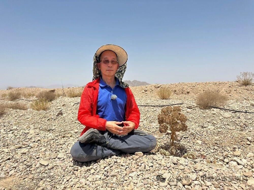 波斯故里阿魏真