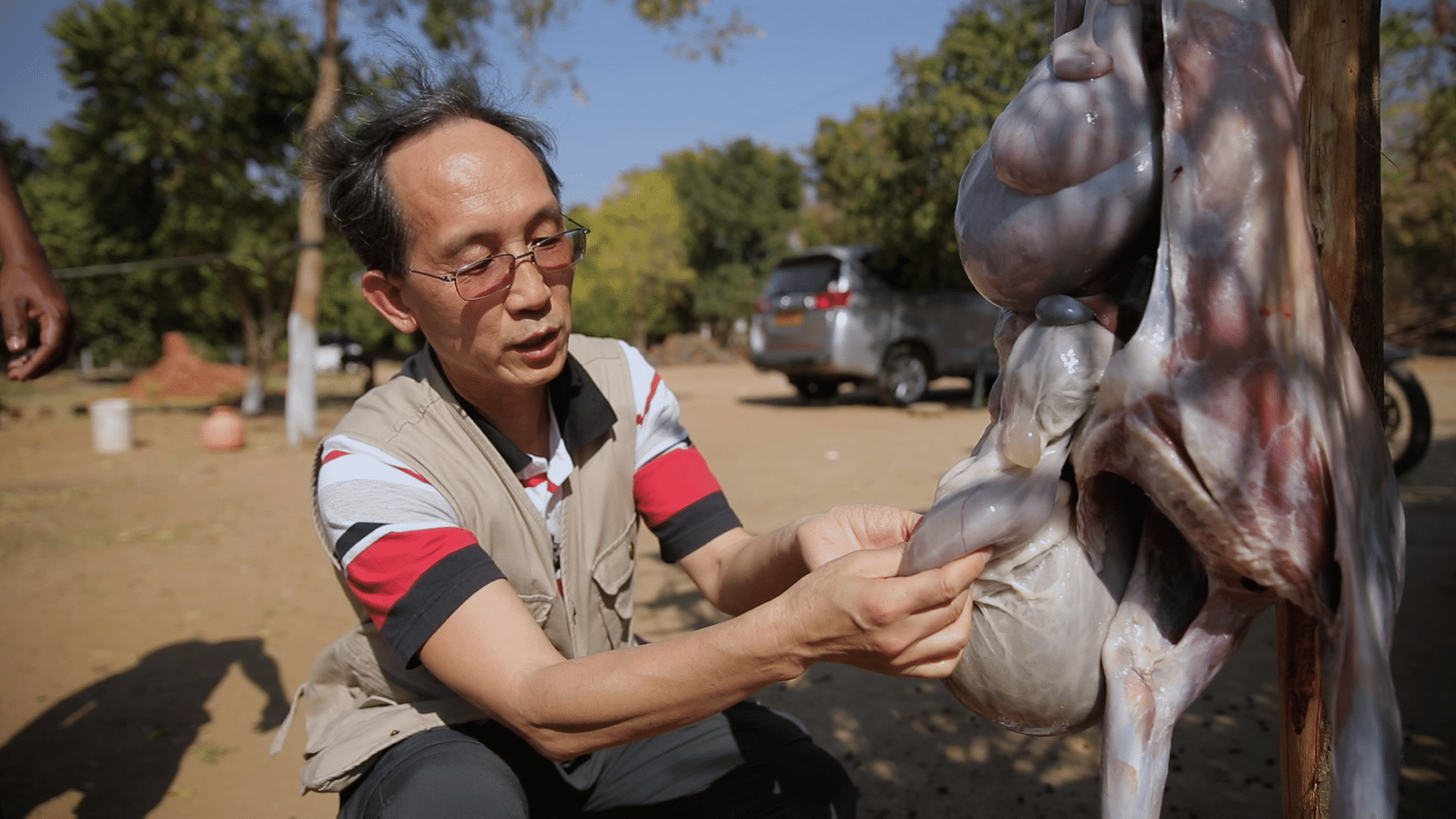 婆娑树下遇猴枣