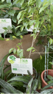 在花展拍摄的土沉香