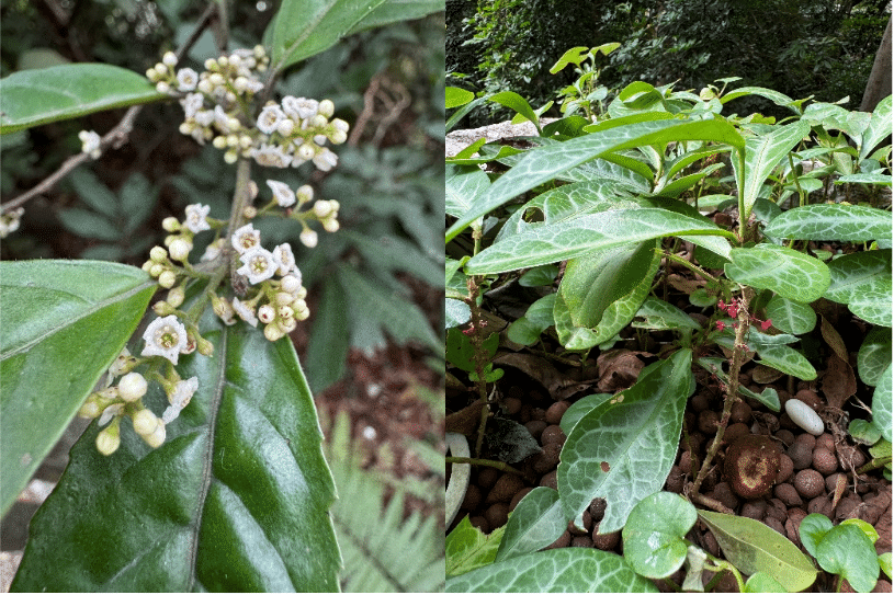 鲫鱼胆（左）和龙脷叶（右）