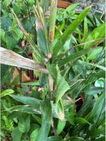 花展中的薏苡植株