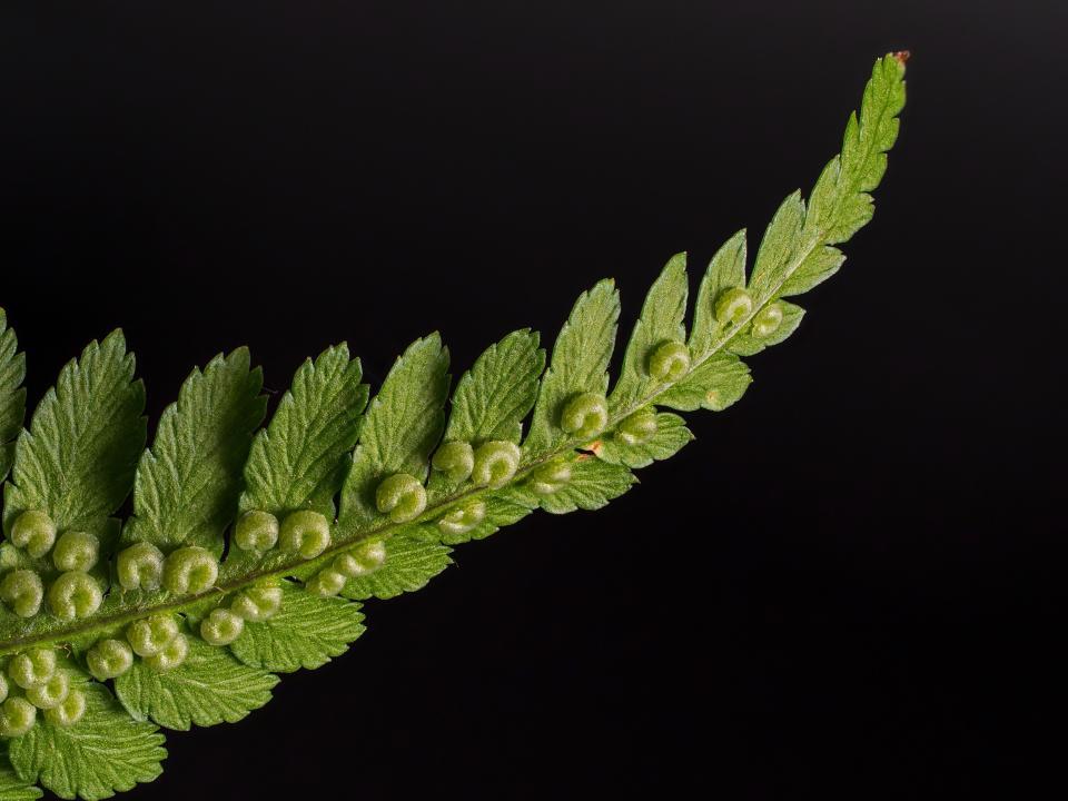 教育惊奇-植物现象学-梁朝伟为何能与大树交感--上
