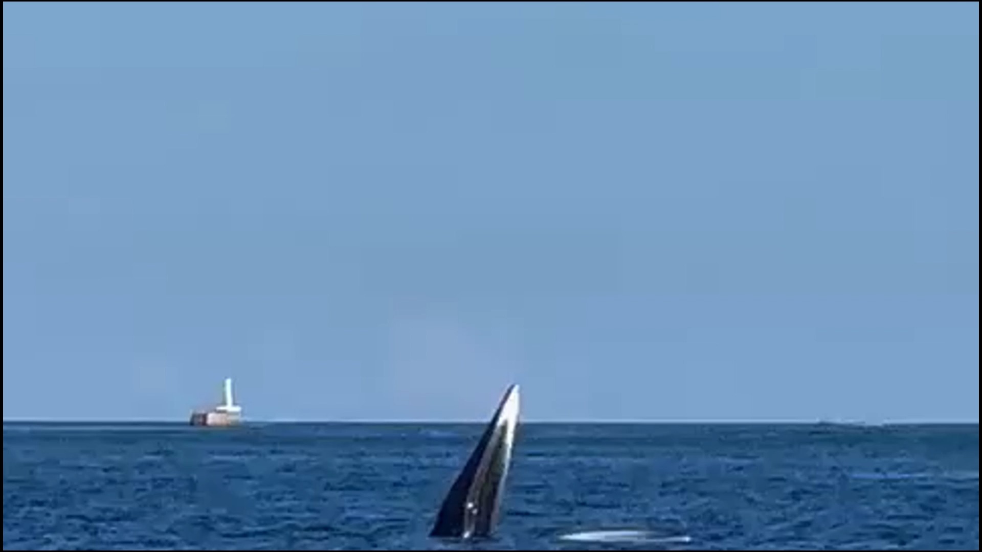 有片｜西貢發現疑似鯨魚蹤跡-紫荊網