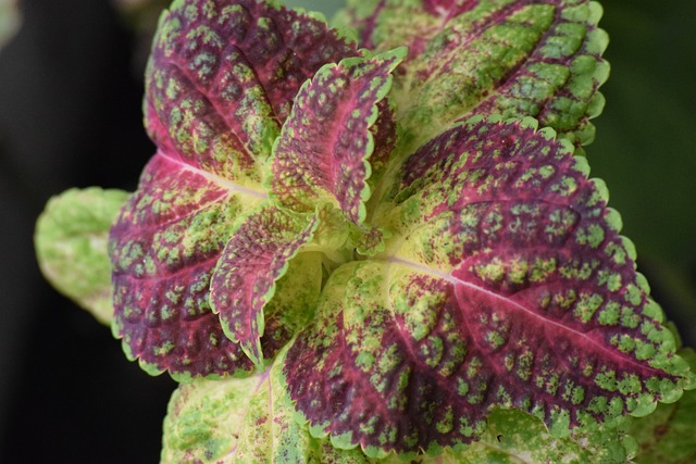ornamental-perilla-1750578_640