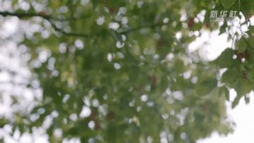 20241009f7a7b0cd5e454148ad77ea2a09f78838_105012024100800007082