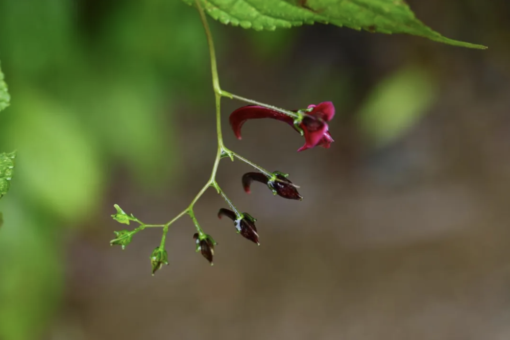 這是在大熊貓國家公園滎經片區拍攝的“滎經鳳仙花”。(宋心強 攝) 螢幕截圖 2024-06-20 上午11.06.51