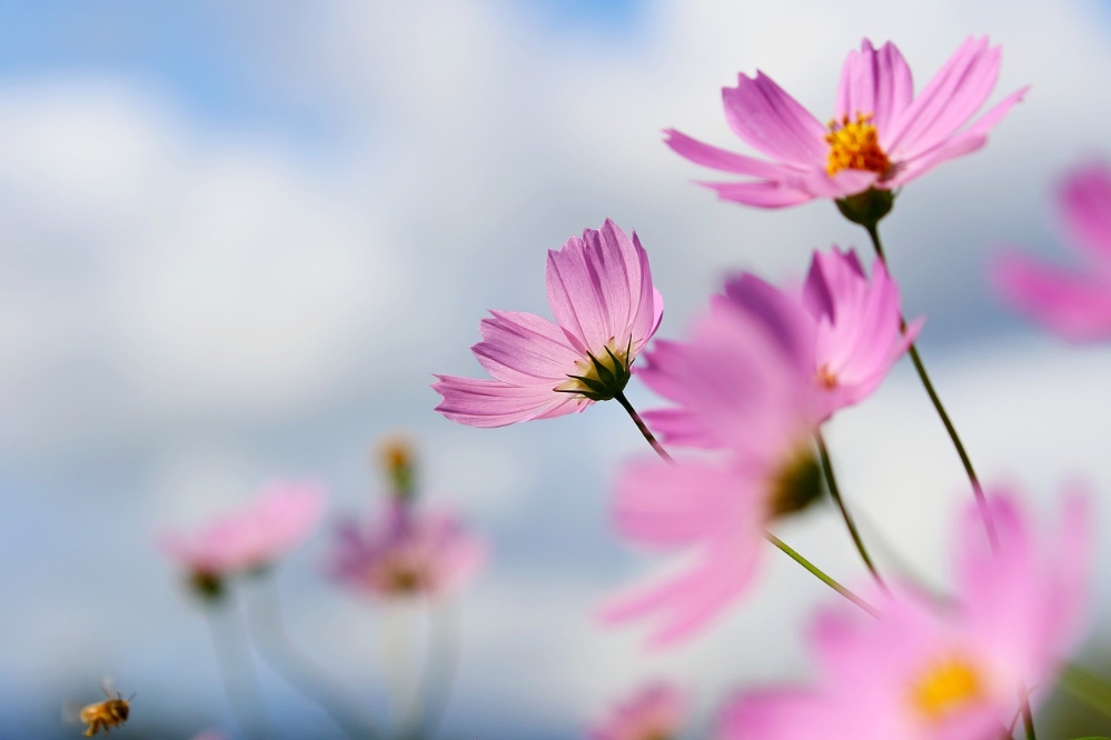 cosmos-6680029_1280(1) (1)(1)